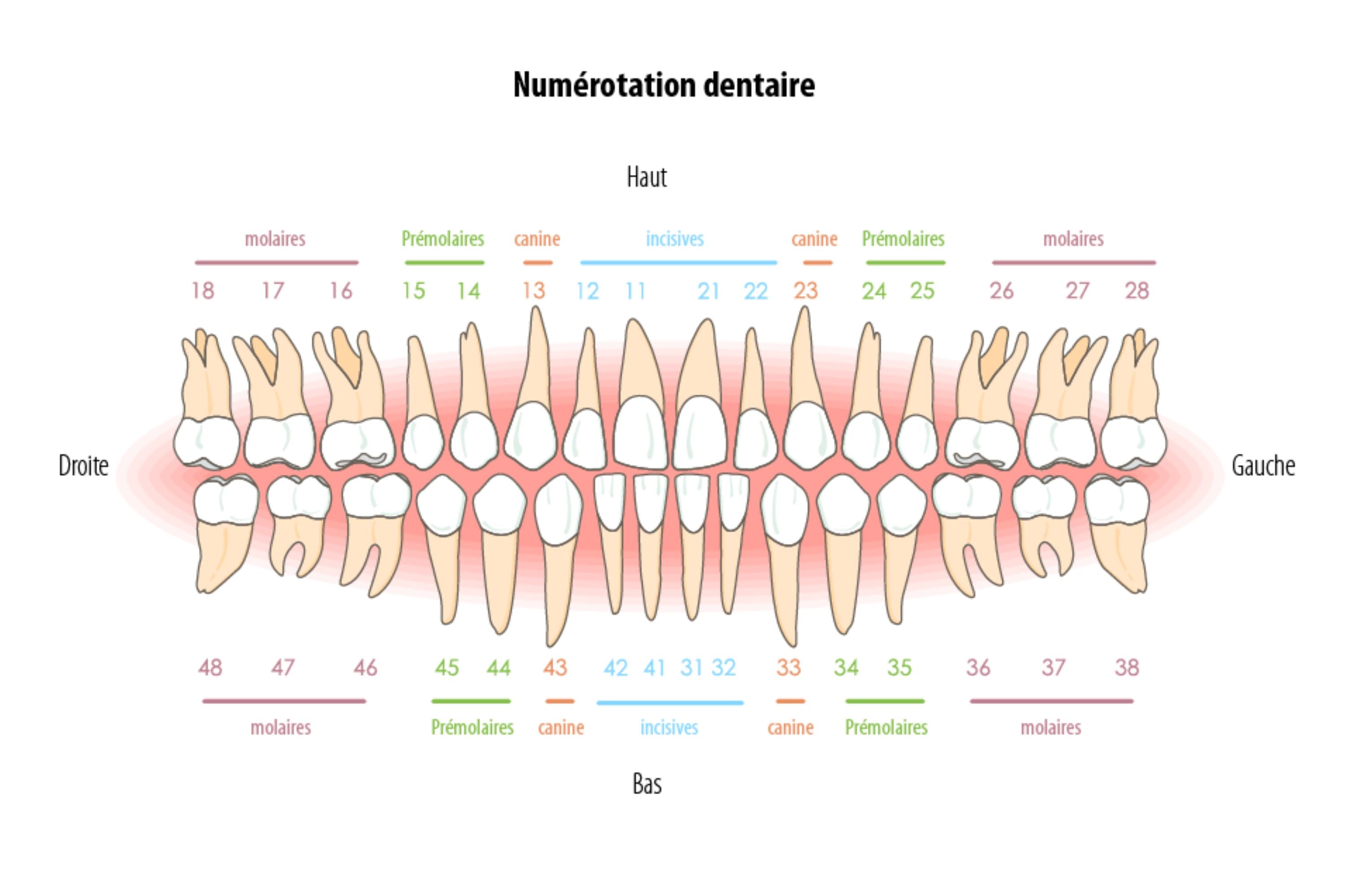 Teeth Anatomy Number Chart Teeth Anatomy Number Chart
