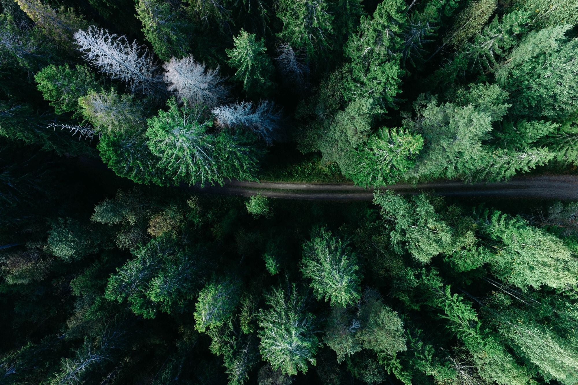 Bonnes Résolutions du Nouvel An : Adoptez des Comportements Écologiques