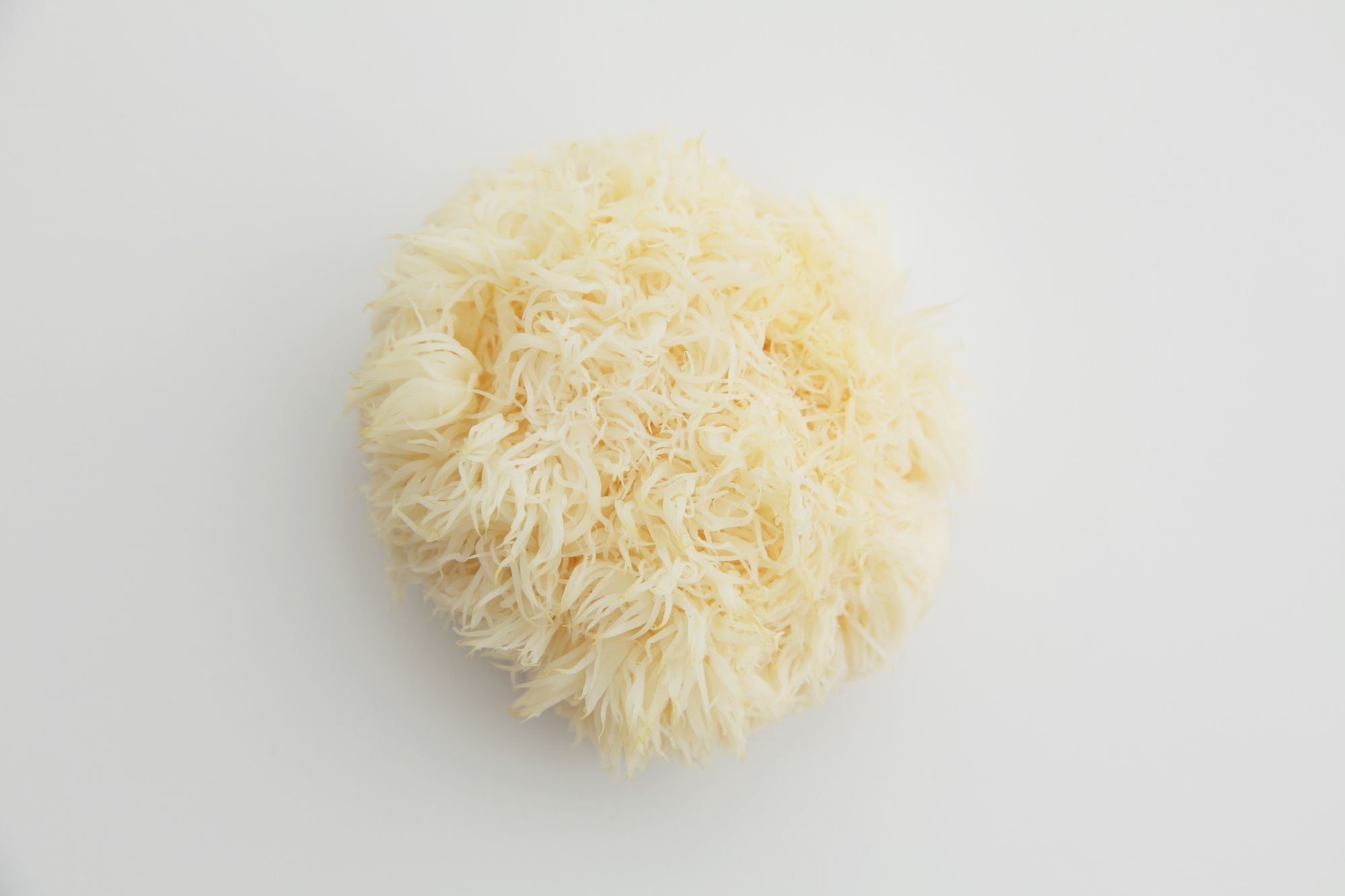 La Nouvelle Éponge Magique qui Mange le Plastique… Littéralement !