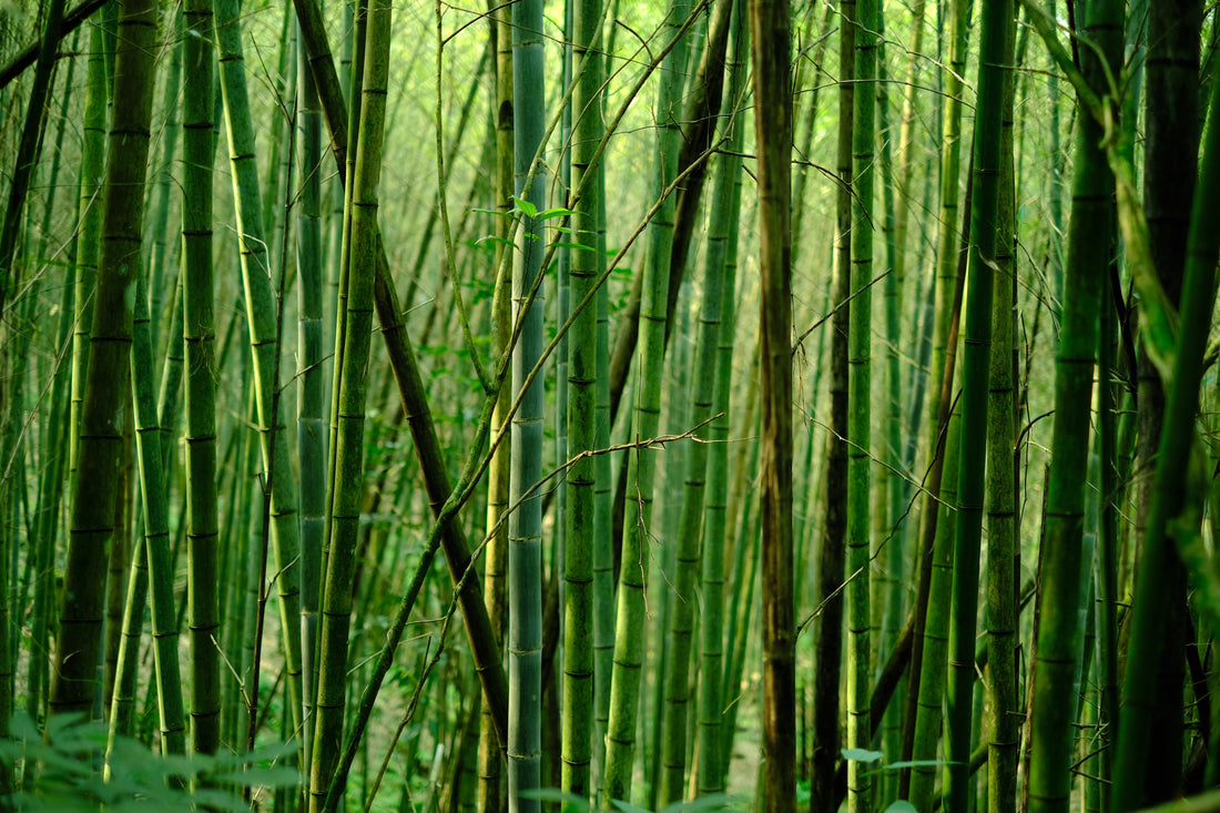 Le bambou est-il un matériau durable ?